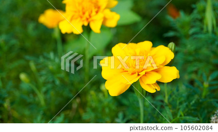 福知山六花公園的萬壽菊 105602084