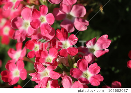 馬鞭草的紅色花朵在夏季花園中綻放 馬鞭草的紅色花朵在夏季花園中綻放 105602087