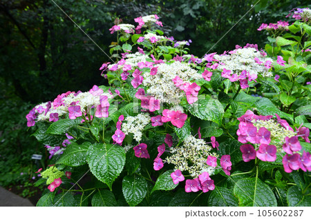 長凳和繡球花 105602287