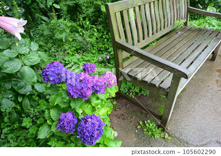 Bench and hydrangea Bench and hydrangea 105602290