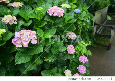 長凳和繡球花 105602291