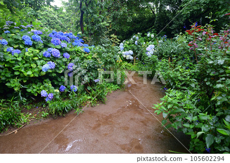 長凳和繡球花 105602294