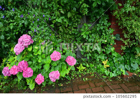 長凳和繡球花 105602295