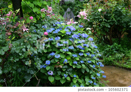 長凳和繡球花 105602371