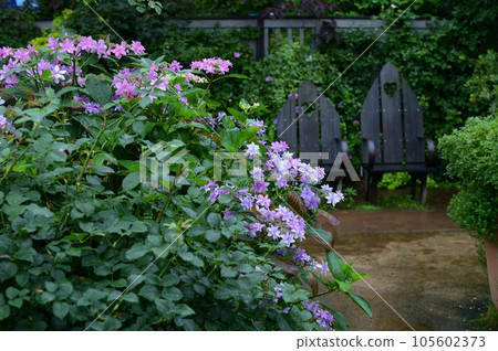 長凳和繡球花 105602373