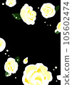 white rose on black background 105602474