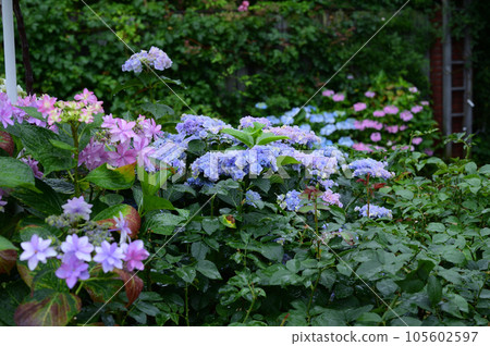 garden and hydrangea 105602597