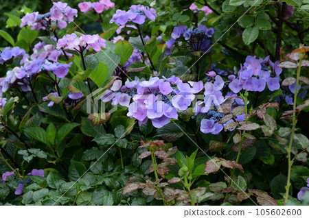 花園和繡球花 花園和繡球花 105602600
