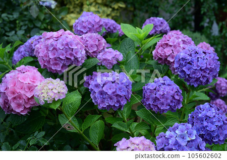 花園和繡球花 105602602