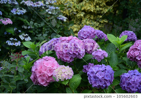 花園和繡球花 105602603