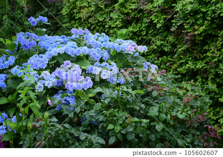 花園和繡球花 花園和繡球花 105602607