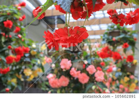 Bulgaria Begonia Bulgaria Begonia 105602891