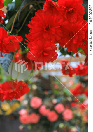 Bulgaria Begonia 105602892