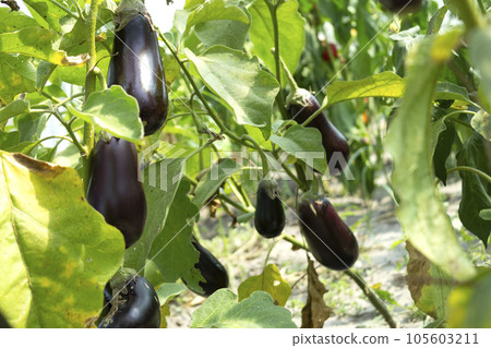 Aubergine eggplant plants in farming. Ripe eggplants growing on a bush. Agricultural Greenhouse with Aubergine vegetables Aubergine eggplant plants in farming. Ripe eggplants growing on a bush. Agricultural Greenhouse with Aubergine vegetables 105603211