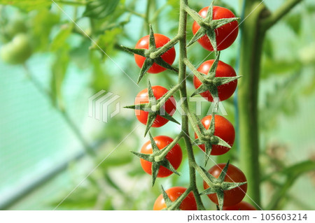 Tomato, cherry tomatoes on a branch in a greenhouse. Harvest of small red tomatoes. Ripe tomato Tomato, cherry tomatoes on a branch in a greenhouse. Harvest of small red tomatoes. Ripe tomato 105603214