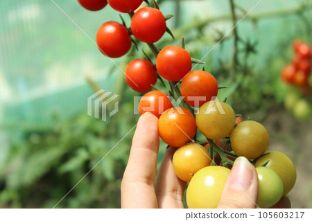 Tomato, cherry tomatoes on a branch in a greenhouse. Harvest of small red tomatoes. Ripe tomato Tomato, cherry tomatoes on a branch in a greenhouse. Harvest of small red tomatoes. Ripe tomato 105603217