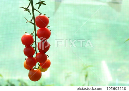 Tomato, cherry tomatoes on a branch in a greenhouse. Harvest of small red tomatoes. Ripe tomato Tomato, cherry tomatoes on a branch in a greenhouse. Harvest of small red tomatoes. Ripe tomato 105603218
