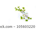 spring tree branch in a vase. Young green leaves on a currant branch. Spring concept, branch with young leaves, young shoot. 105603220