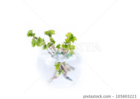spring tree branch in a vase. Young green leaves on a currant branch. Spring concept, branch with young leaves, young shoot. 105603221