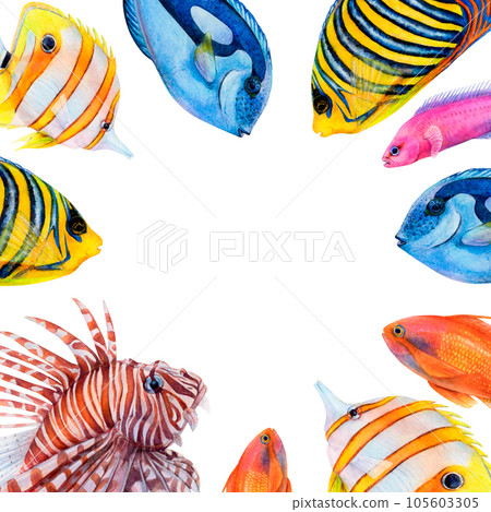 Watercolor drawing square frame from colorful fish: royal angel, lionfish, golden antias, butterfly fish, surgeon fish and friedman fish on white background. Underwater illustration for stickers, card Watercolor drawing square frame from colorful fish: royal angel, lionfish, golden antias, butterfly fish, surgeon fish and friedman fish on white background. Underwater illustration for stickers, card 105603305