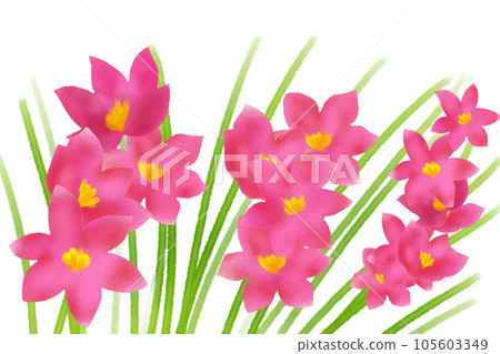 伊克西亞花卡 3 伊克西亞花卡 3 105603349