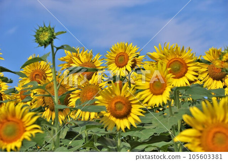 [Video included] Sunflowers and blue sky 105603381