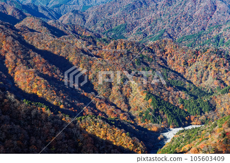 從丹澤山地的塔野岳眺望有信溪谷的紅葉 105603409