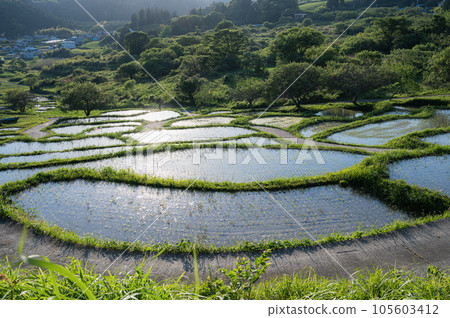 Sengamachi Rice Terraces 105603412