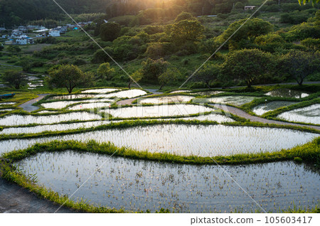 Sengamachi Rice Terraces 105603417