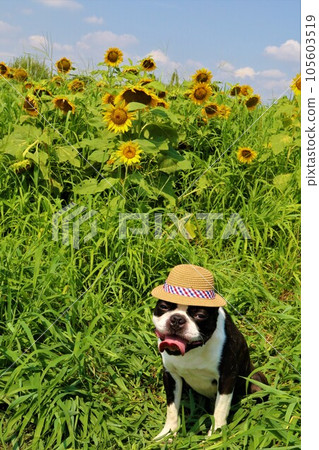 Mighty, a Boston Terrier wearing a straw hat in a sunflower field and staring at him with a smile♡ 105603519