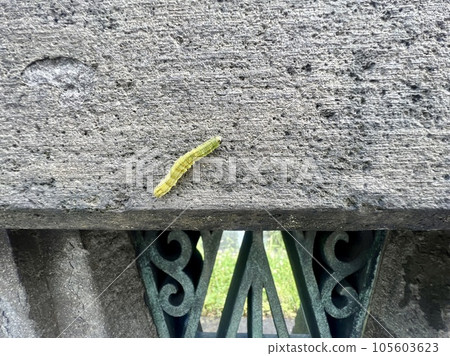 欄杆上的毛毛蟲 / 毛毛蟲 欄杆上的毛毛蟲 / 毛毛蟲 105603623