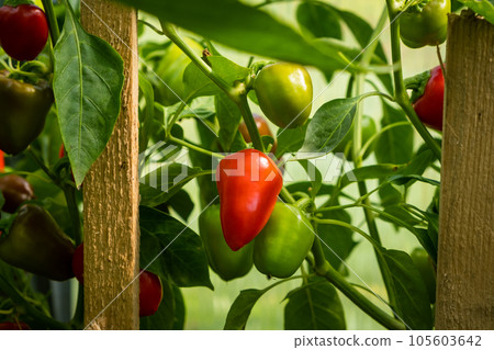 Ripe, red peppers on a bush in a greenhouse or garden in a vegetable garden. Peppers in a greenhouse. Green pepper plantation. Organic farming, growing young green peppers in a greenhouse. 105603642