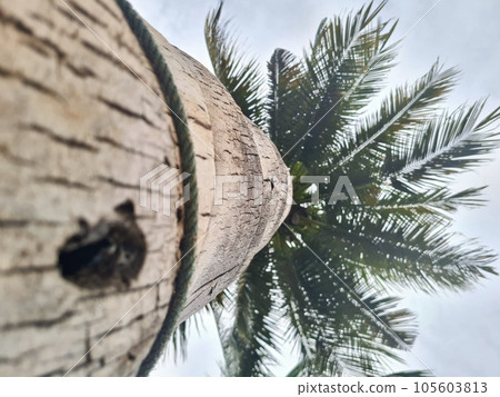 Coconut tree on the beach 105603813