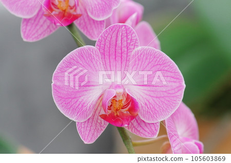 Phalaenopsis Orchid 'Milky Way x Okutama' Phalaenopsis Orchid 'Milky Way x Okutama' 105603869