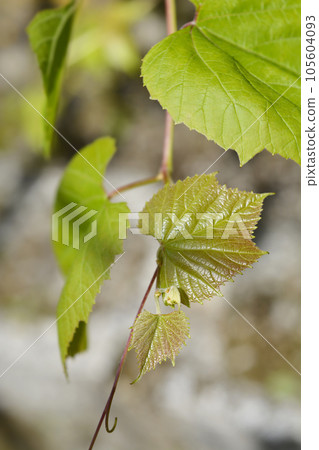 Common grape 105604093