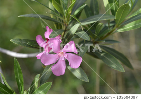 Common oleander 105604097