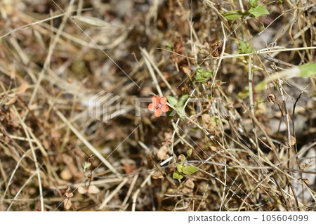 Scarlet pimpernel 105604099