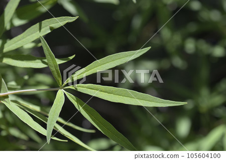 Chaste tree Chaste tree 105604100