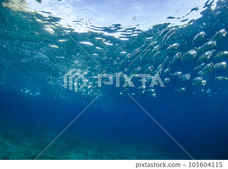 沖繩縣恩納村真榮田岬的 gurukuma 群 8 沖繩縣恩納村真榮田岬的 gurukuma 群 8 105604115