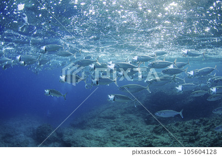 沖繩廣島恩納村真榮田岬的古魯庫馬群21 105604128