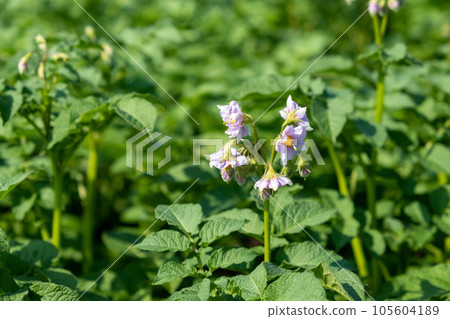 Flowering potato. Potato flowers blossom in sunlight grow in plant. White blooming potato flower on farm field. Close up organic vegetable flowers blossom growth in garden. Flowering potato. Potato flowers blossom in sunlight grow in plant. White blooming potato flower on farm field. Close up organic vegetable flowers blossom growth in garden. 105604189