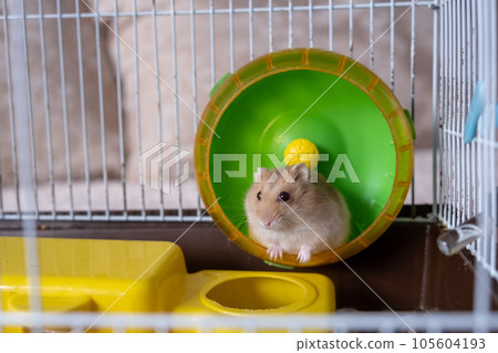 A cute hamster runs in a wheel. The concept of running in a circle, useless futile movement. Dzungarian hamster. Red hamster with red eyes is a favorite pet. A cute hamster runs in a wheel. The concept of running in a circle, useless futile movement. Dzungarian hamster. Red hamster with red eyes is a favorite pet. 105604193