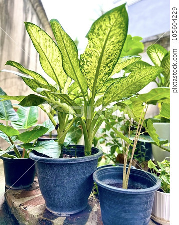 A small plant decorates the house. It's beautiful. People feel good. A small plant decorates the house. It's beautiful. People feel good. 105604229