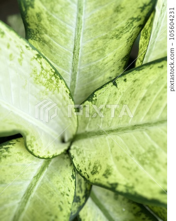 A small plant decorates the house. It's beautiful. People feel good. A small plant decorates the house. It's beautiful. People feel good. 105604231