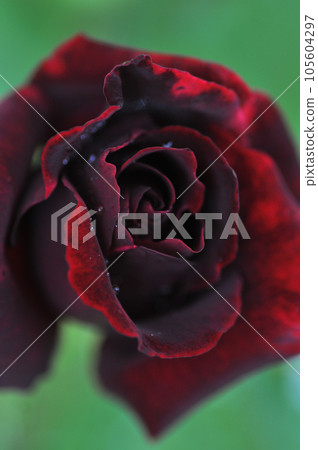Red rose flower close-up Red rose flower close-up 105604297