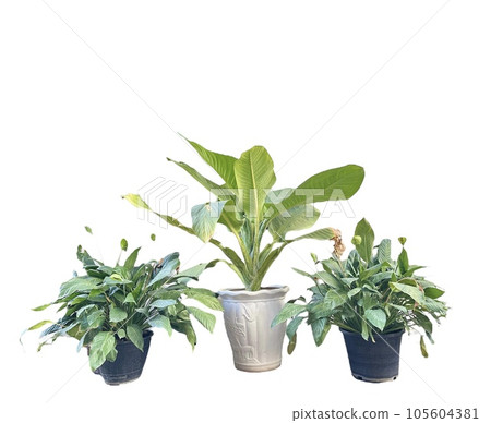 A small tree decorates the house. It's beautiful. People feel good. A small tree decorates the house. It's beautiful. People feel good. 105604381