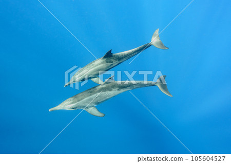 飛旋海豚游泳 飛旋海豚游泳 105604527