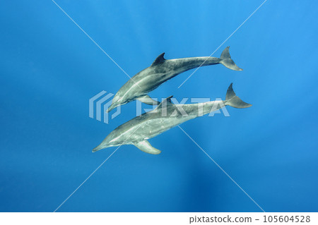 飛旋海豚游泳 105604528