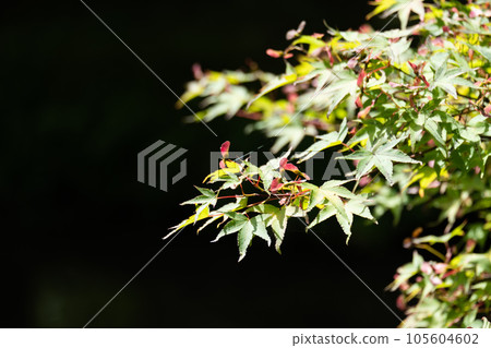 紅葉種子（蜻蜓） 105604602