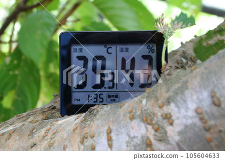 A digital thermo-hygrometer placed on a branch of a cherry tree during the day in August 105604633